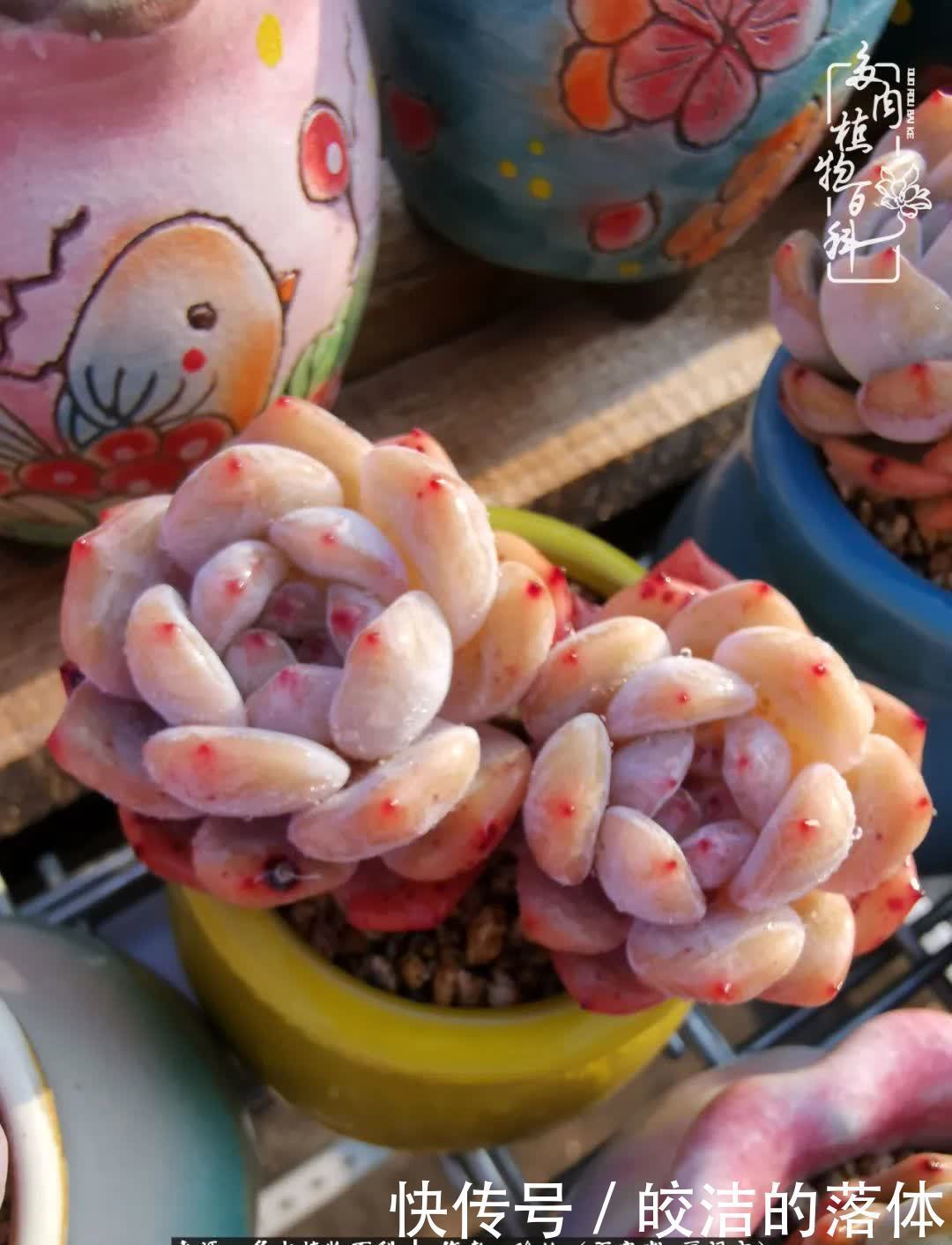 百度|我与多肉那些不得不说的故事!