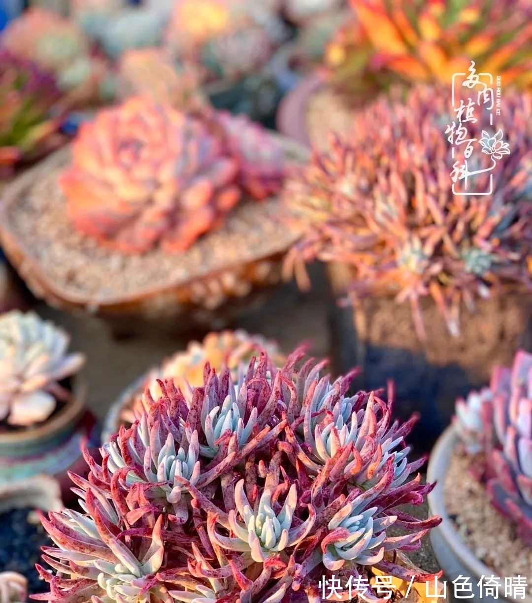 我与多肉植物百科的398天离别又重逢!