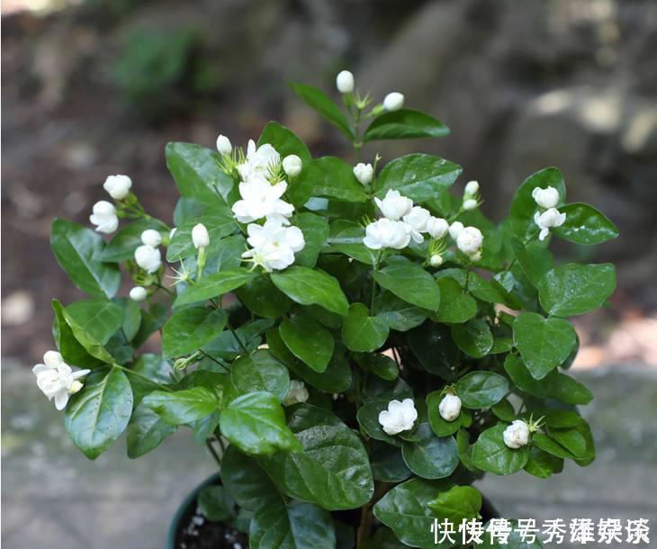 养茉莉花,盆里放几粒“小东西”,花儿怒放、芳香,一年开花不断