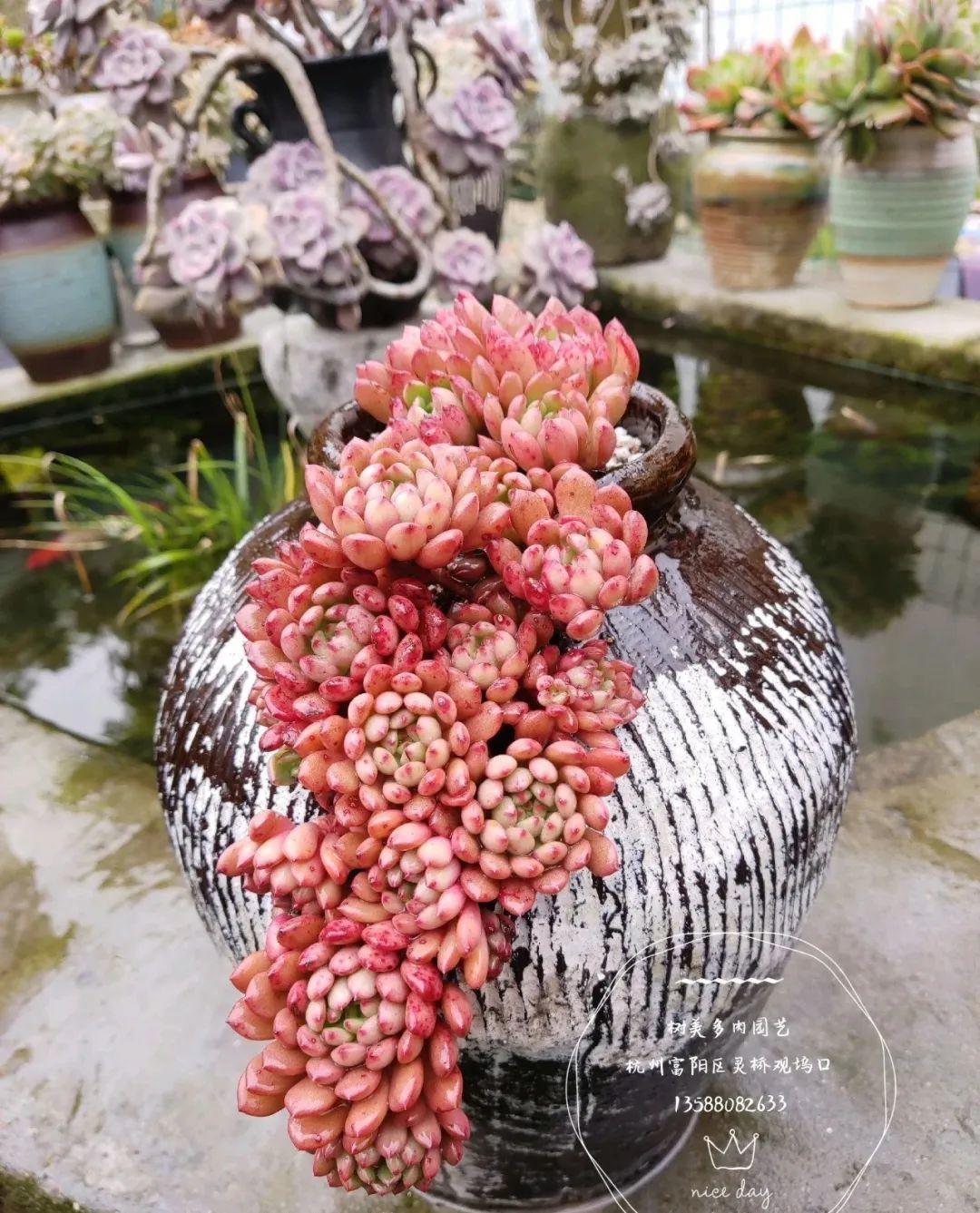 腌咸菜的坛子钻个孔，养花变成巨无霸，特美！