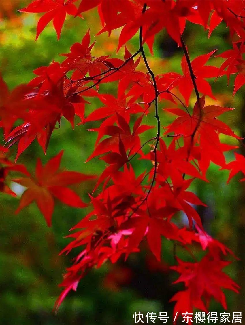 阳台上|从繁殖到造型,在开启三角枫盆景制作过程中感受缤纷世界!