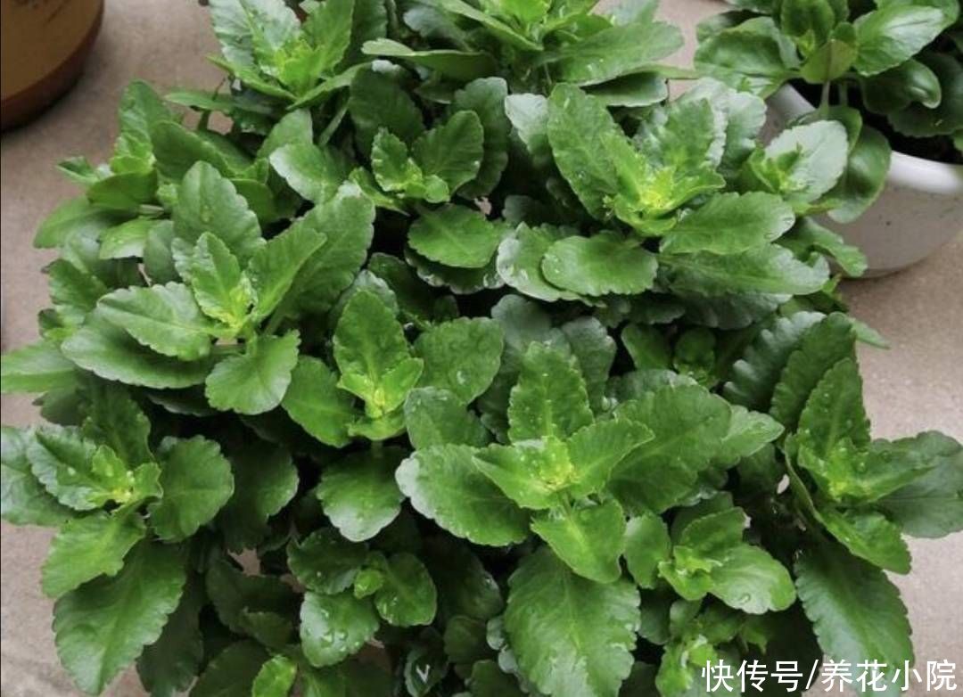 君子兰|6种花怕水涝，浇水太勤总也养不好，不是烂根就是黄叶