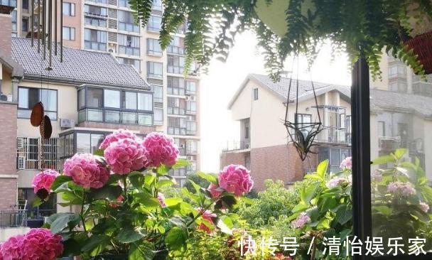 成本|花农养花为啥成本这么低学会用小苏打,几十盆都花不了2块钱