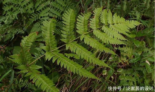 山上这种野草是制作盆栽的好材料，遇见了不要错过，能赚钱