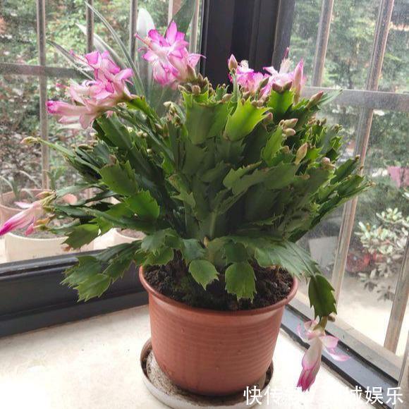 10月养蟹爪兰只要做好“小细节”，不掉花苞，越开越水灵