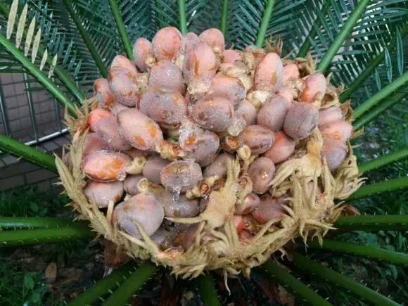 好事|4种花有灵性,平时难开花,一有好事就开花!