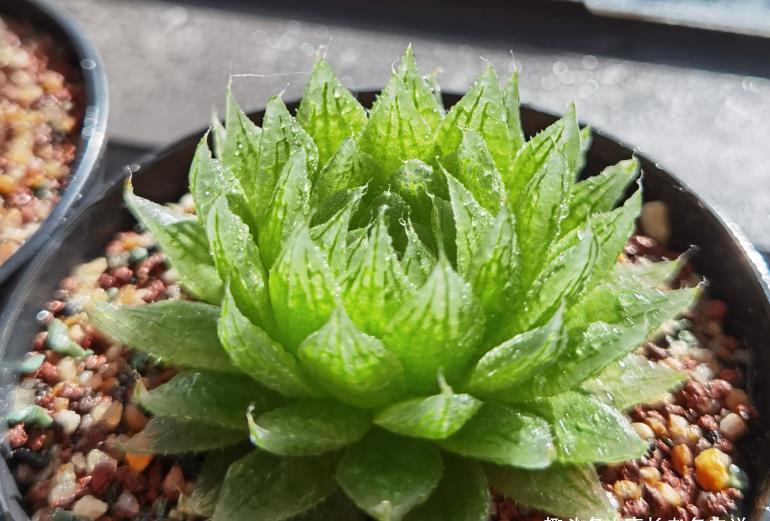 小巧|别人养的多肉小巧可爱,你养的多肉却是傻大个,主要原因在这里