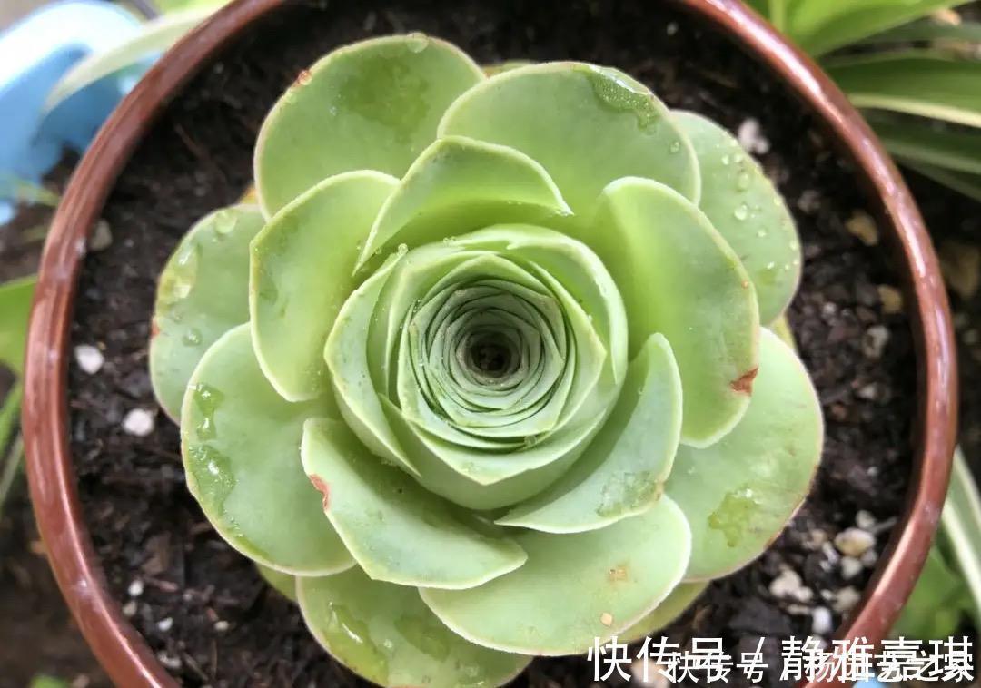 “难养”多肉名单公布,有些很漂亮,谁养谁后悔