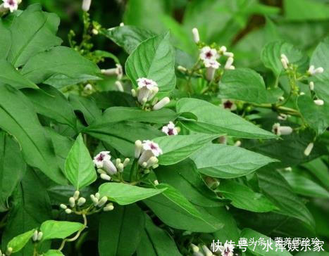 闻着臭,吃着香,嫩叶可做美食,根部价值高,对风湿病有奇效!