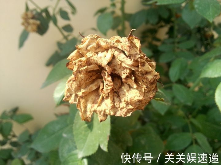 植物|“死都不能种”的这几种花，再富也会变穷鬼，谁都救不了你！