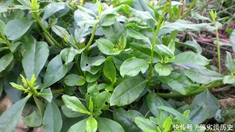 它是農村珍貴的土人參,長在房前屋后,卻常被當成野草清除