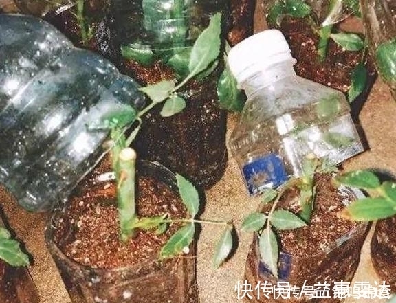 花卉|准备一个塑料瓶,一年四季都能够扦插花草育苗