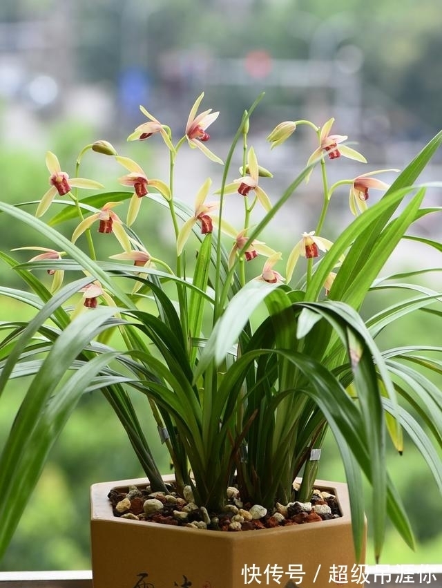 兰花|想让兰花早发芽,这“三位置”留点水,催出一圈苞,绽放层叠群兰