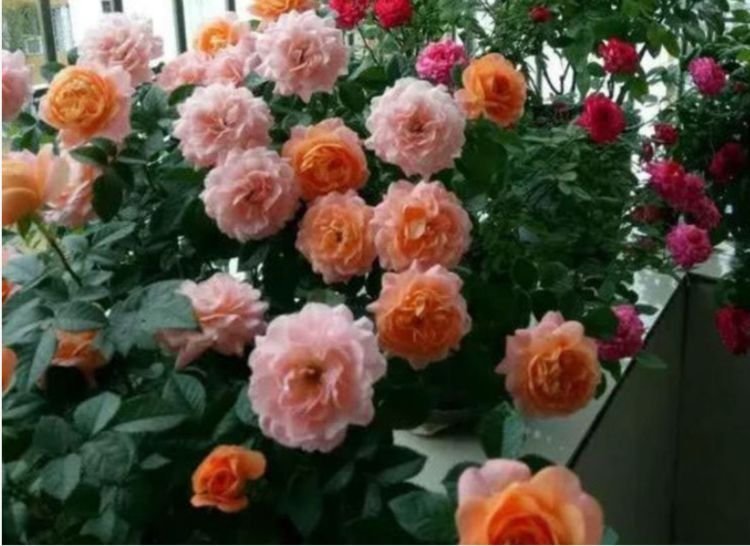 3种花养在家里,花朵硕大,花期长,家中养花首选,美不胜收!