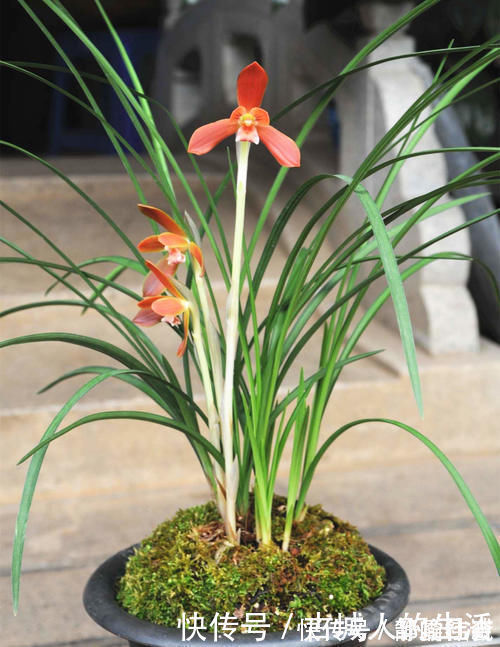 被誉为“国兰第一红”的红河红,花型正格,一杆双花,养护简单