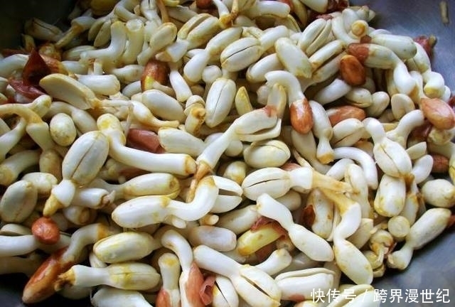 中年|吃花生芽能保护心血管,可所有的都可以吃吗?1种情况要注意