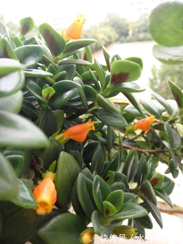 修剪|别人家金鱼吊兰四季开花，怎么做到的原来全靠这个小技巧