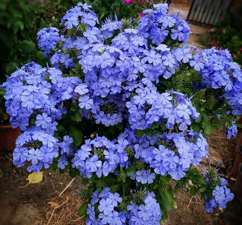 窗台|好养的3种开花机器,小阳台小露台小花园都可以养,越开花越多