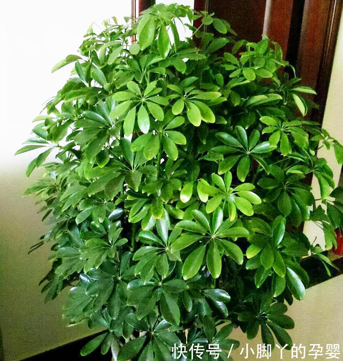 客厅见树,家兴人旺!6种吉利树,好养寓意好,还能养身体