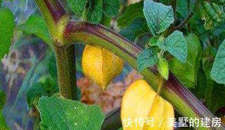 白刺果|医生爱吃的3种食物，滋养肌肤，消除炎症，爱美女性的福音