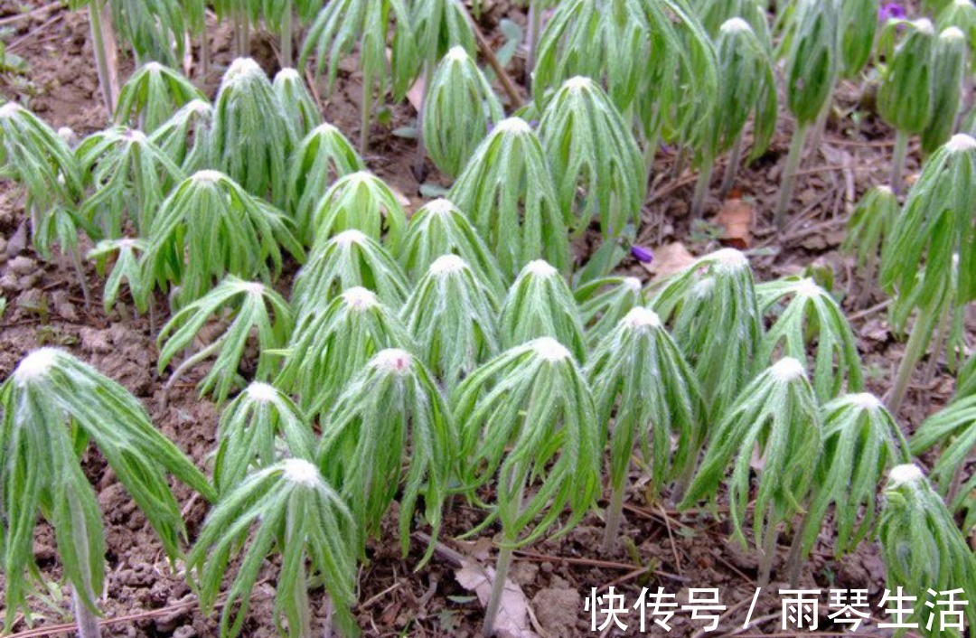 兔儿|农村路边的野草,人称“小鬼伞”,殊不知价值珍贵,遇见请珍惜