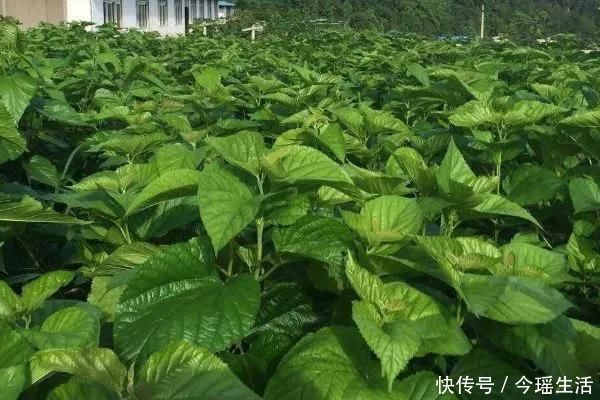 天后|桑树全身都是宝,坚持桑叶泡水喝,7天后身体会尝到4个“甜头”