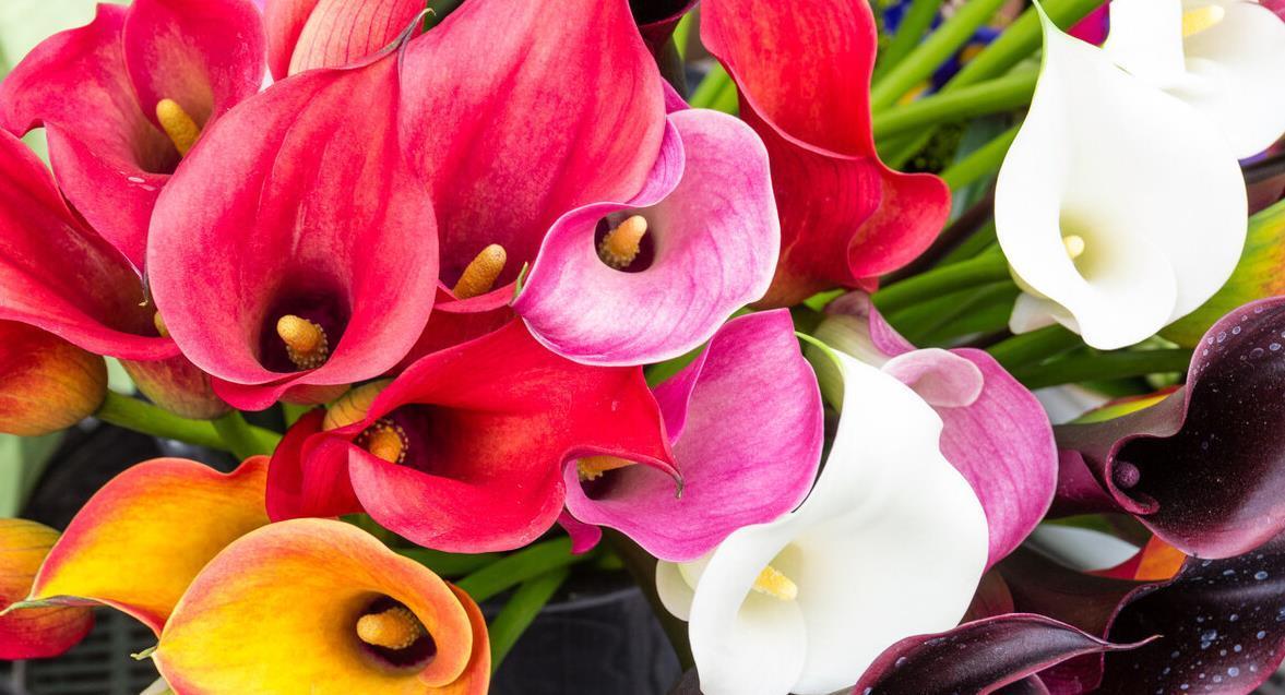 7种花喜欢水,不怕浇死了,浇得越多叶子嗖嗖长,花更漂亮