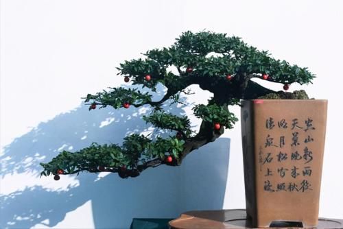 使用金属丝给盆景做造型蟠扎时，注意12个方面的技巧，做好造型