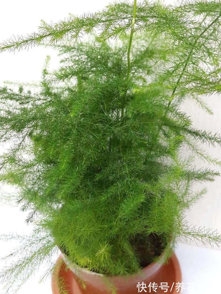 老一辈人说,4种绿植不常开花,一开花就预示有好事儿,你见过吗