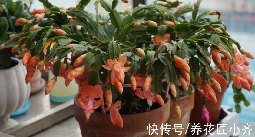 养分|如果蟹爪兰满头花苞,“6怕”要记住,让它开花爆盆,否则会落蕾