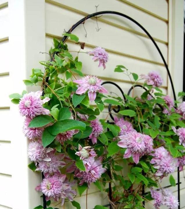 阳台太小养不了花,教你3个小妙招,小阳台轻松变成小花园