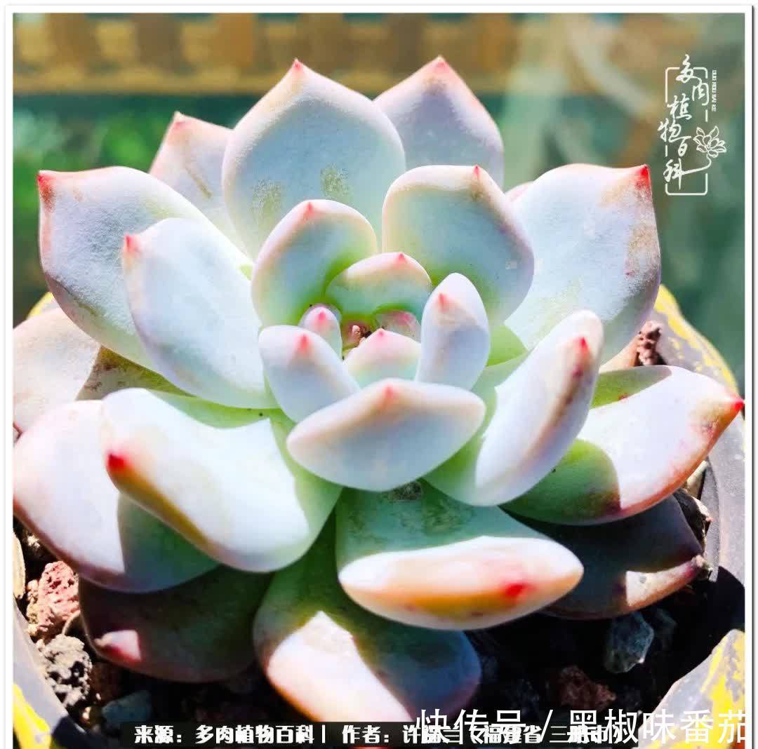 尖尖|养多肉两年,美丽与赏心悦目并存!