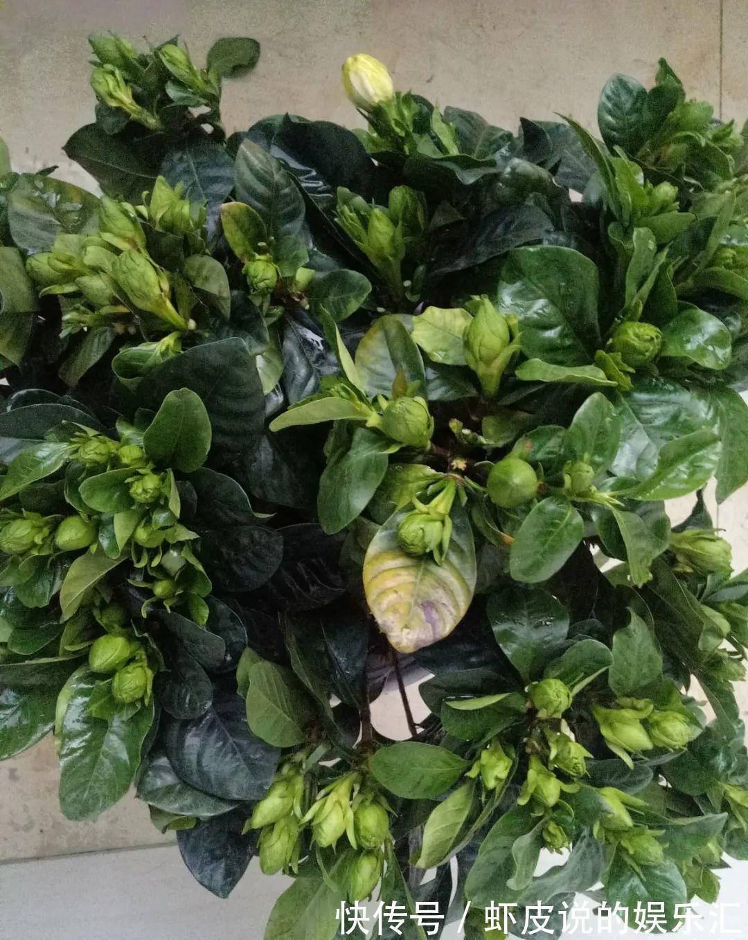 冬天花市“猫腻”多,5种“激素花”,多好看也别买,白白浪费钱