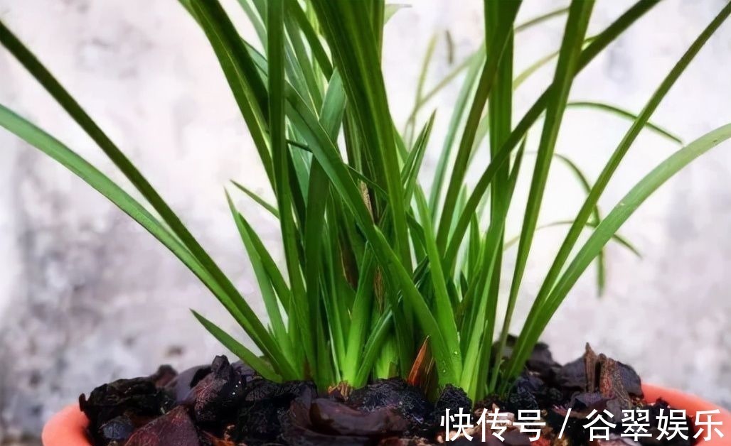 植料|给兰花换盆，注意5个“要点”，保证兰花根系壮，后期长势旺