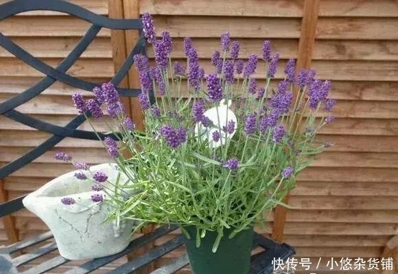 这3种花，适合老人养，好处多还能帮健康大忙！