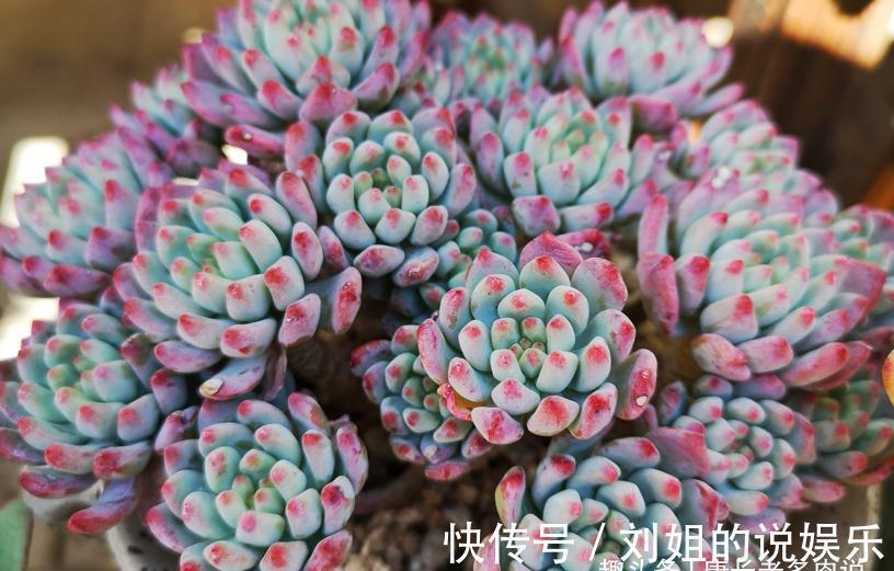 喜欢多肉爆盆的肉友有福了,去入手这8款多肉,个个都是爆头狂魔