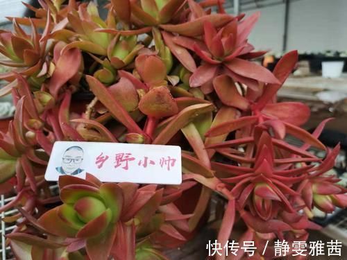 冬季养多肉，了解怎样“懒”怎样“勤”，冬季多肉才会美美哒