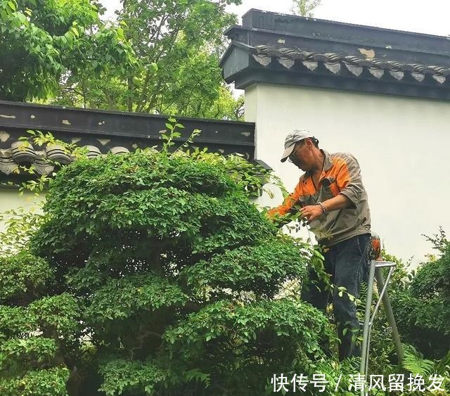 杂木|上海植物园迎来初夏盆景修剪季