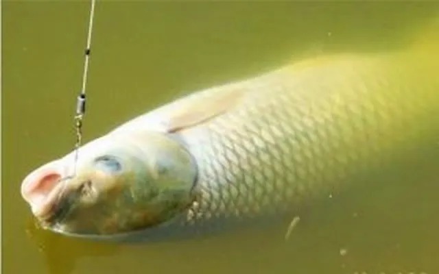 网工|水广鱼稀,只要用上这些方法,不愁钓不上鱼!