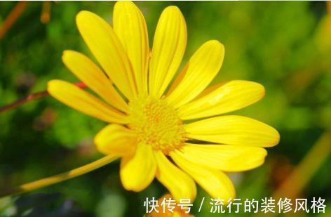 占地|大暑过后种此款小花,养在阳台特合适,娇小不占地,耐热耐晒