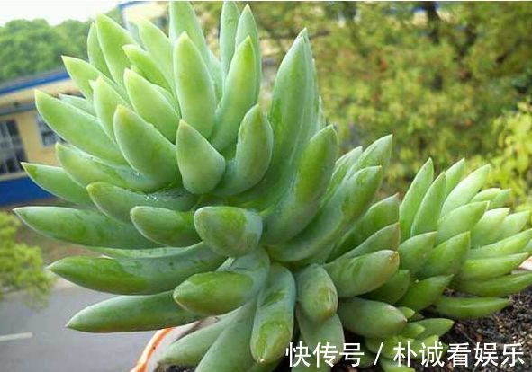 “传统玫瑰”永远的莫斯科，花色红艳，风姿绰约，堪称是养花首选