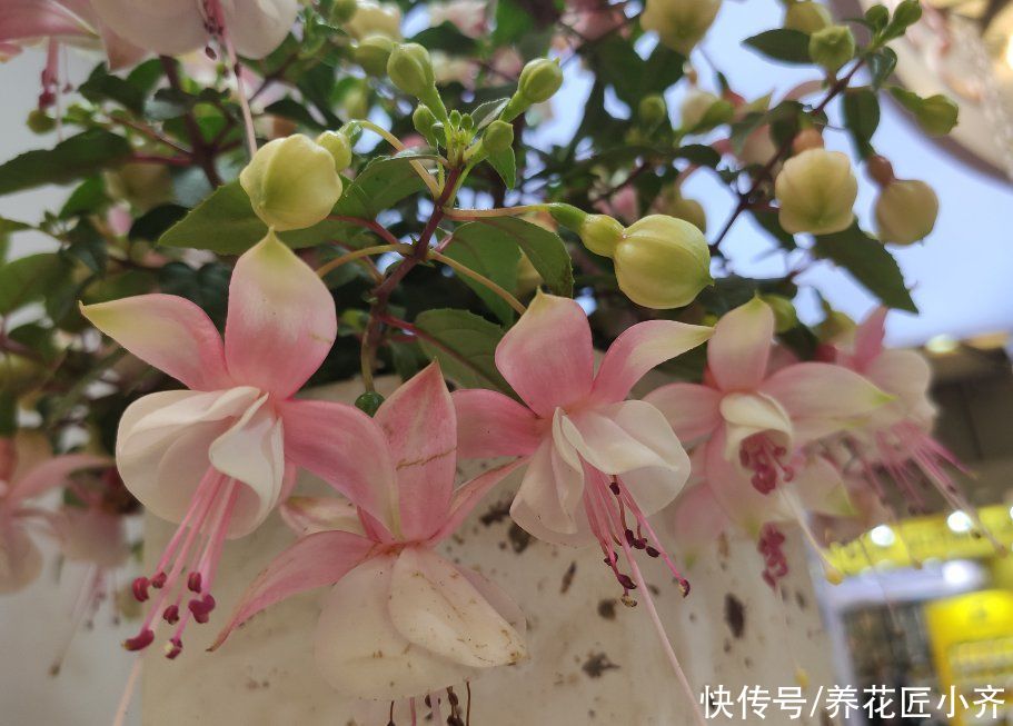 浇水|倒挂金钟如何修剪？想要让它开花多，一年只需剪2次