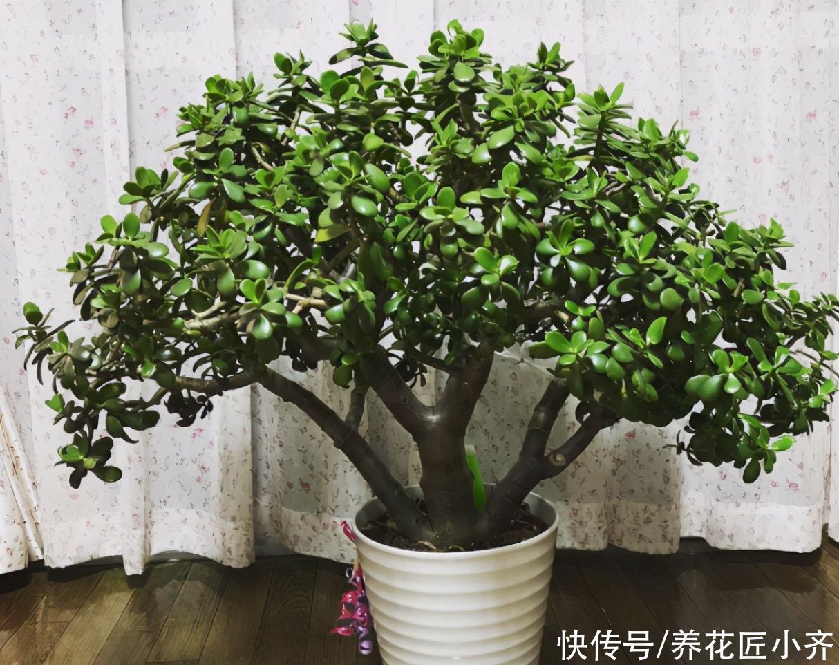 三种可以养成树的“多肉”,不仅漂亮又好养,而且夏季也不休眠