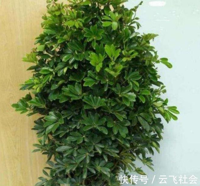 鹅掌柴|4种花适合养家里,好养漂亮,清新养眼,越来越多人在养