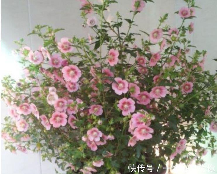 小玲|开花最香的3种花，家里养一盆，满树都是花朵，漂亮极了