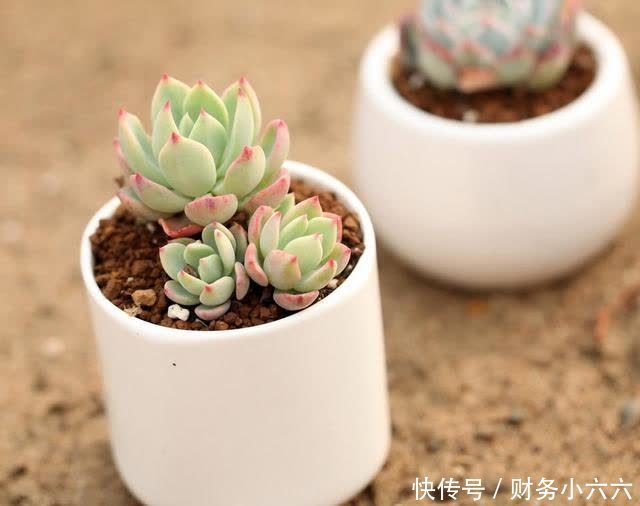 多肉多久浇一次水,按照这三点浇水,小白也能养好多肉