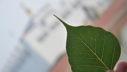 阴历哪几天出生的孩子,是上等命,孝顺又有出息,早晚出人头地