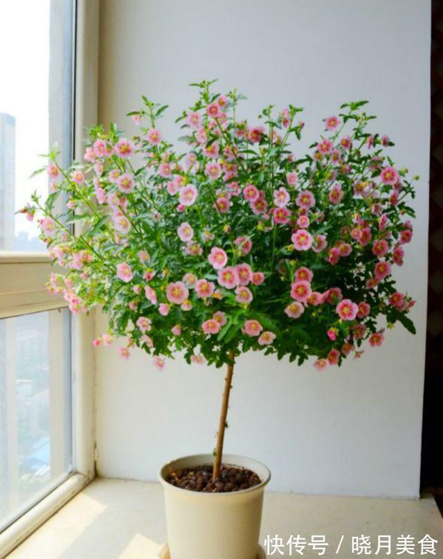 适合封闭阳台养的5种花,抗病性强,超容易开爆盆