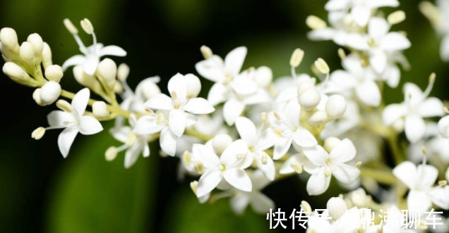 喜欢养花,不如养盆牡丹吊兰,养花就养能赏花也能观叶的