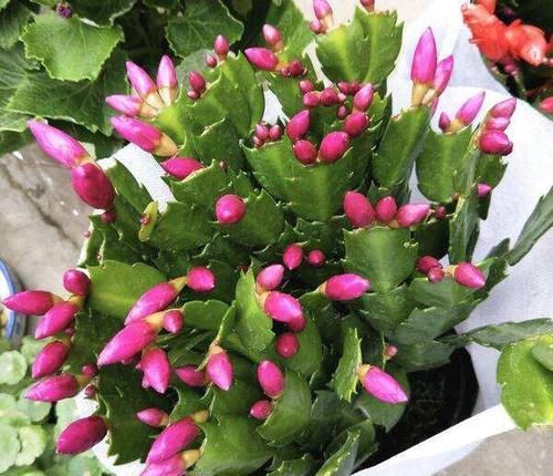  回家|蟹爪兰买回家，花苞干瘪了？此样做，25天满头又花苞